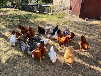 Domácí vajíčka (Žďár) - 2