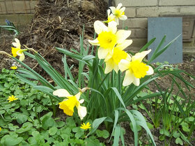 Narcis cibulky - květiny - 2