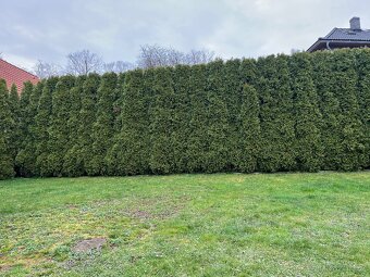 Prodám nádherné thuje Smaragd - 2