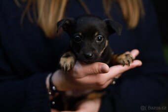 Štěňata křížence k odběru ihned - 2