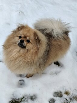 Fena pomeranian s PP - 2