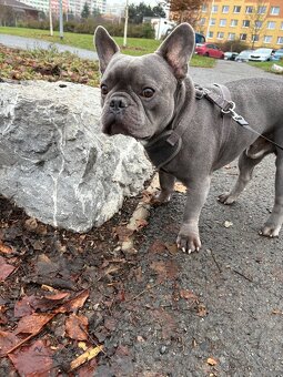 Francouzský buldoček ke krytí - 2