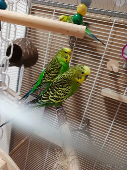 Andulka vlnkovaná pár - 2