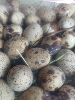 Křepelčí vajíčka - 2