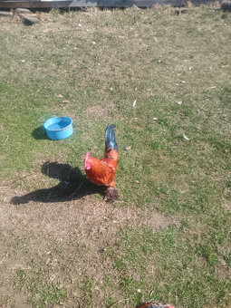 Zakrslá rousná - kohout - 2