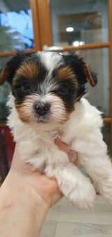 Jorkširsky terier biwer - 2