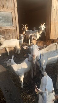 PRODÁM KOZIČKY - 2