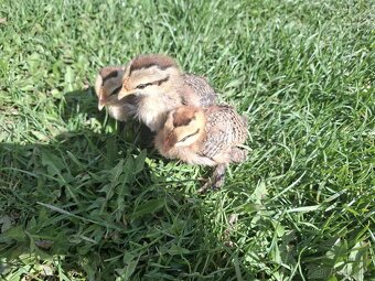 Zakrslá rousná - 2