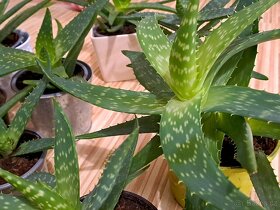 Aloe vera (Aloe pravá) - rostliny všech velikostí - 2