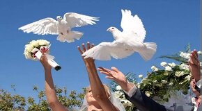 Nabízím bílé svatební holubice - 2