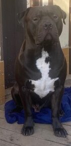 American Bully XL krytí - 2