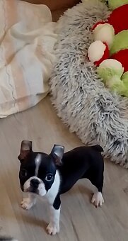 Bostonský terier,Boston Terrier,Boston - 2