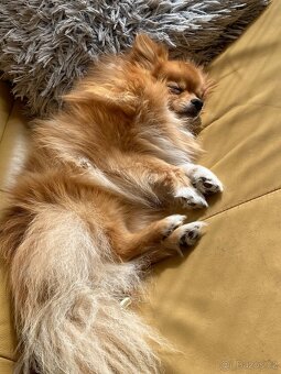 Pomeranian-špic - 2
