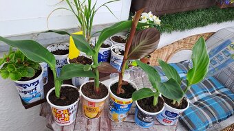 5 ks ROSTLINY CANNA RŮZNÉ DRUHY, I JEDNOTLIVĚ PRODÁM - 2