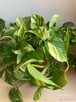 Pokojová rostlina Pothos šplhavnice - 2