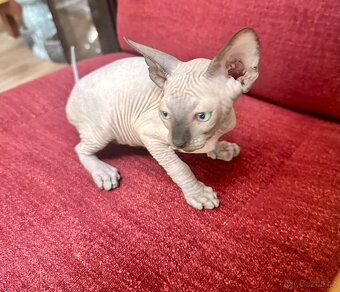 Kanadský Sphynx s průkazem původu - 2