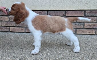 Welsh Springer Spaniel - šteniatka - 2