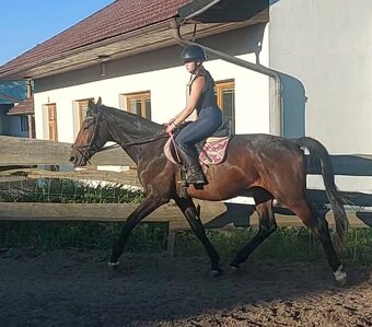 Sportovní valach ČT - 2