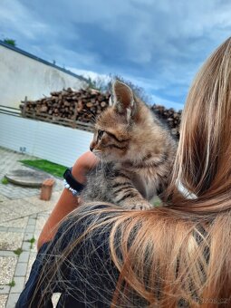 Krásné mourovaté koťátko - kocourek - 2