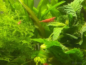Krevety Neocaridina - mix - 2