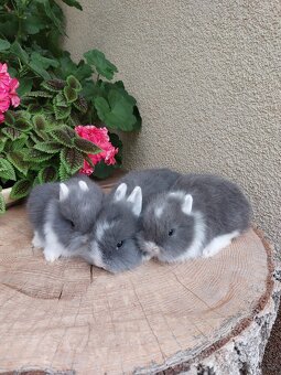 Zakrslý králík - hladkosrstý sameček - 2