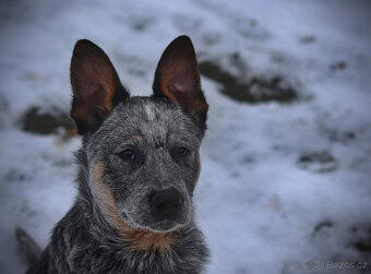 Australský honácký pes, rezervace štěňat s PP, volní kluci - 2