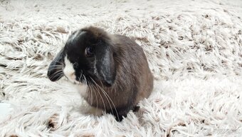 Zakrslý beránek, králíček, králík - LADY - 2