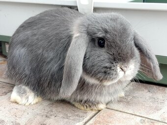 Samička Zakrslý Beránek MiniLop ❤️❤️ - 2