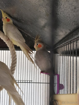 Dvě mladé korely s velkou klecí - 2