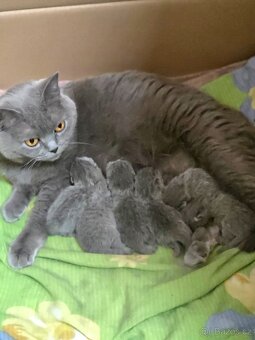 Britská modrá koťátka s PP - 2