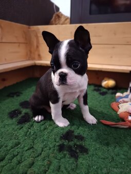 Bostonský teriér - 2