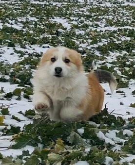 Welsh Corgi Pembroke s PP - 2