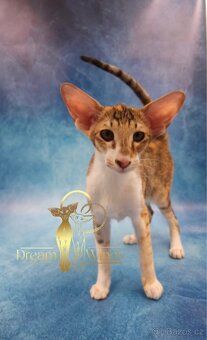 Orientální kočka s PP Idelia - 2