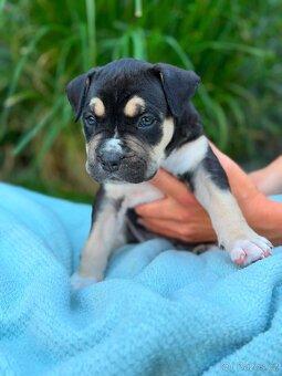American Bully - 2