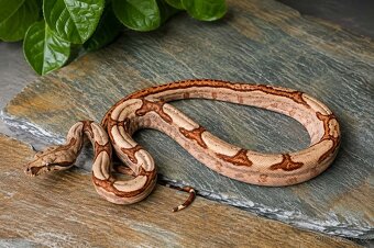 Hroznýš královský - Boa constrictor - 2