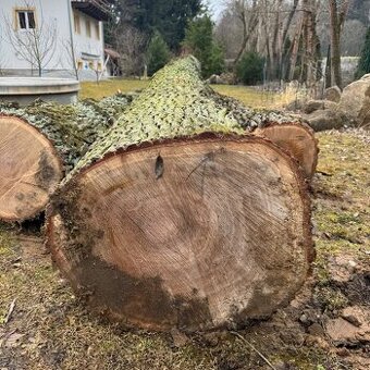 Dubová kulatina na řezivo - dubové kmeny - 2