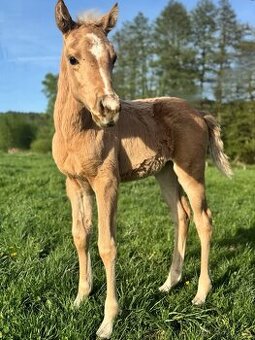 Palomino klisna American Quarter Horse po rodičích s LTE - 2