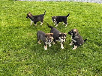 Štěňata husky a labrador - 4 fenky a 1 pes k odběru od 18.5. - 2