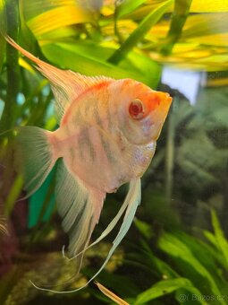 Skaláry Marble albino - 2