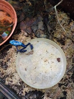 Dendrobates - 2
