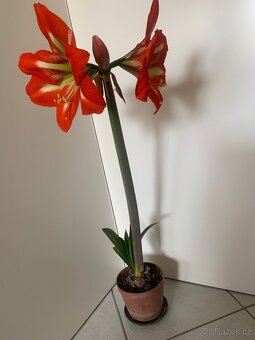 Amarylis - 2