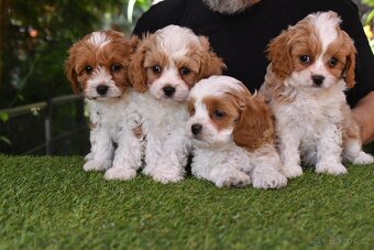 CAVAPOO štěňátka - 2