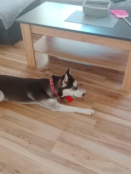 Husky - 2