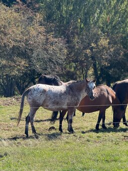 3 letá apaloosa Pony - 2
