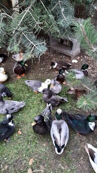 Zakrslé kachničky - 2