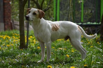 Dánsko Švédský farmářský pes - 2