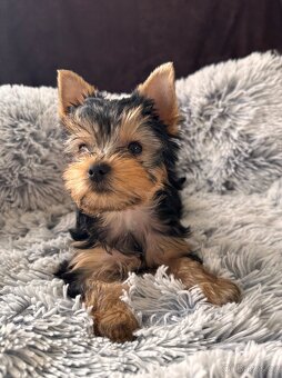 Jorkšírský teriér s PP - 2