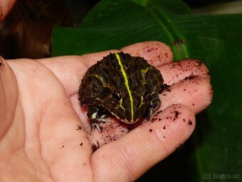 Hrabatka drsná (Pyxicephalus adspersus) - 2