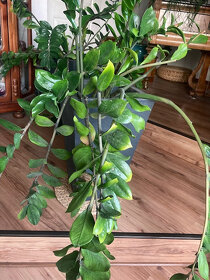 Pokojové rostliny - zamiolukas - 2