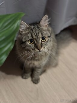 Daruji dvou letou kočičku Connie - 2